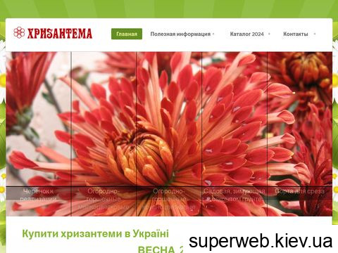 hrizantema.com.ua